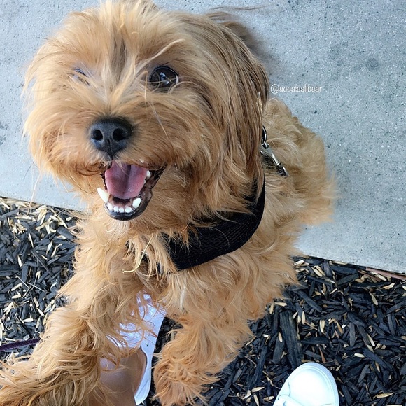 Meet your Posher, Sandra - Picture 2 of 4